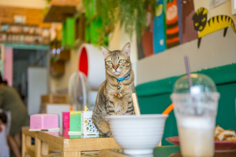 Cat on a Cat Café