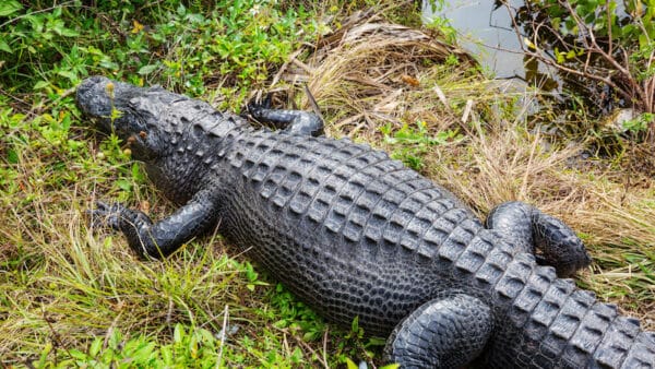 Crocodile in the Everglades