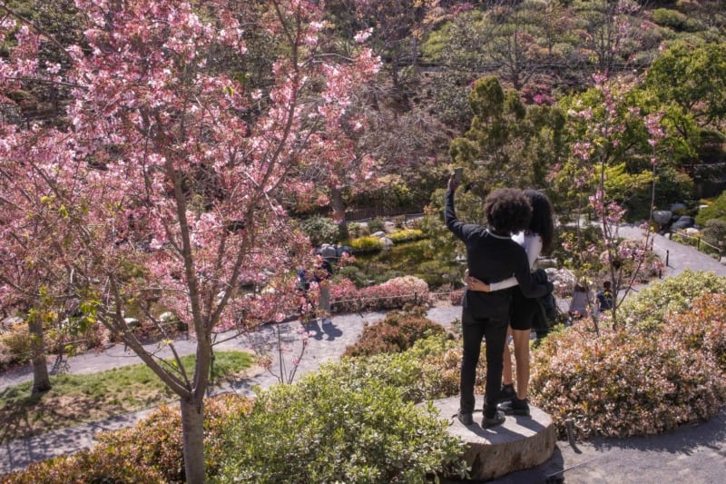 People taking a selfie at the Japanese Friendship Garden during cherry blossom season