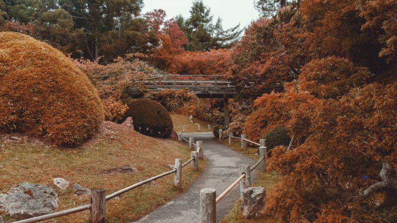 Trail in Japanese Tea Garden