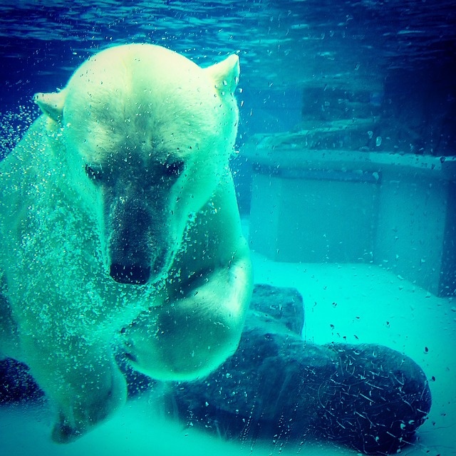 A Polar Bear at Lincoln Park Zoo