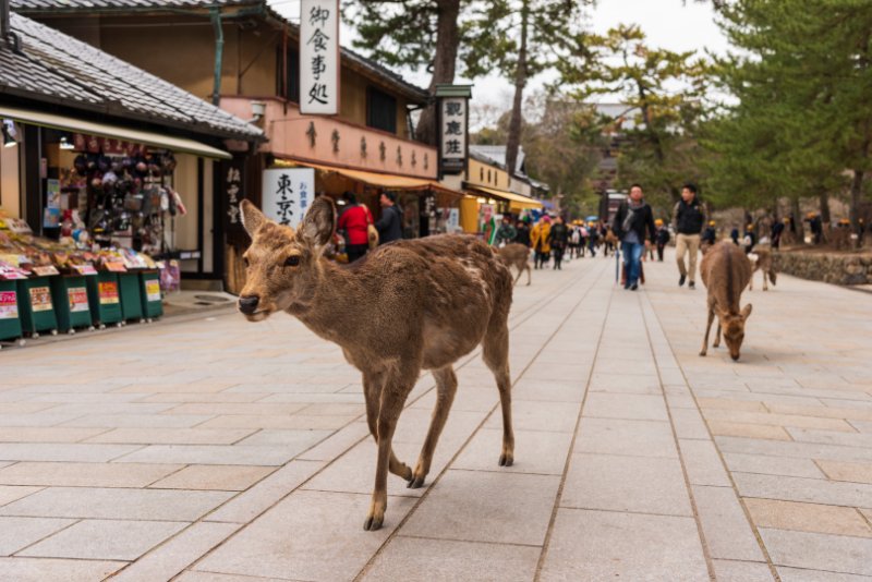 Deer in Nara, Japan
