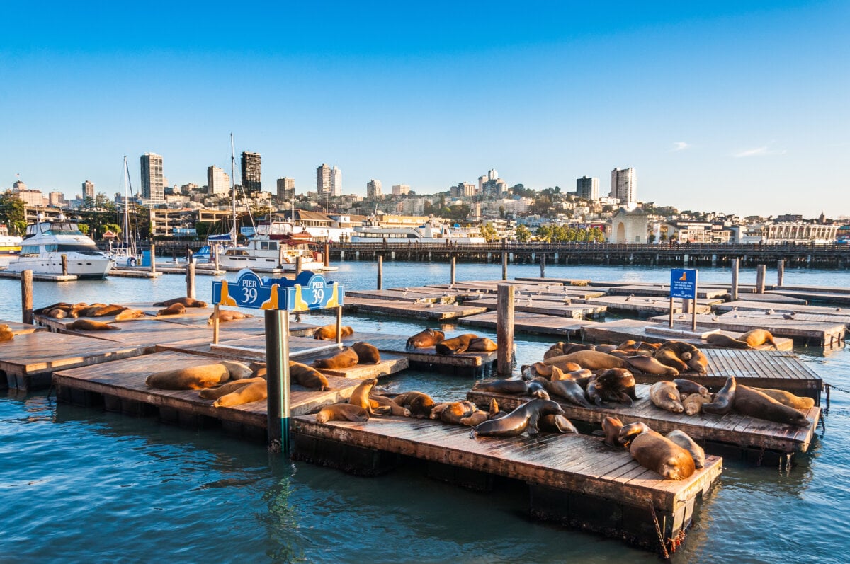 Pier 39 Sea Lions in Fisherman's Wharf, San Francisco