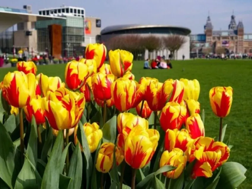 Yellow Tulips with Red Markings 