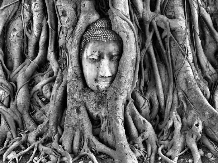 Face in a Tree in Bangkok Thailand