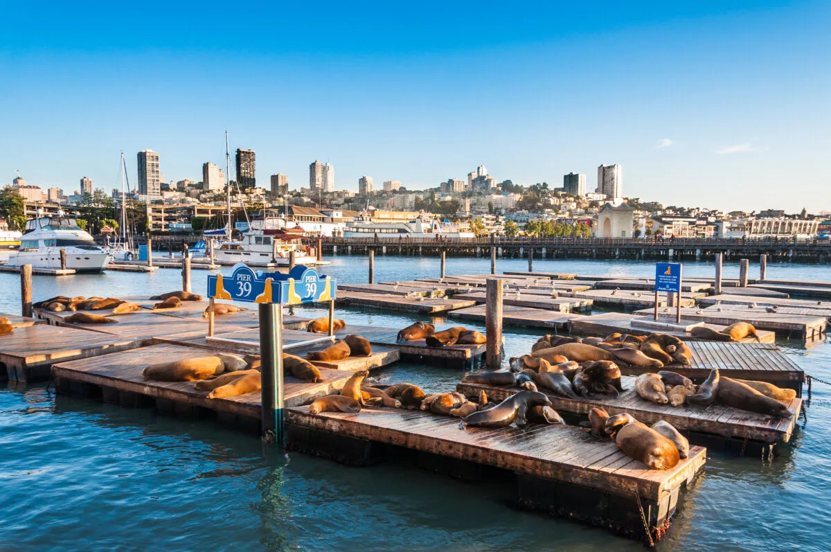 Pier 39 Sea Lions in Fisherman's Wharf, San Francisco