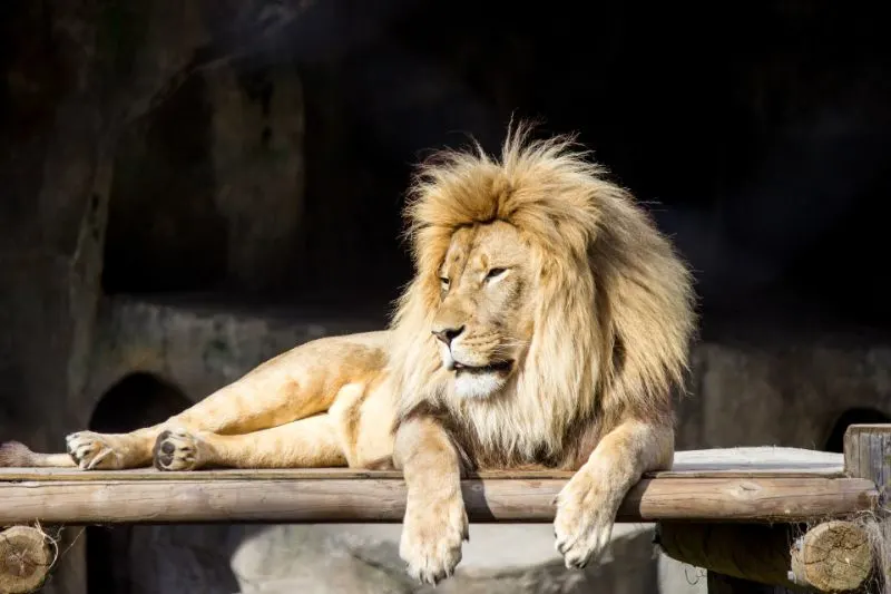 Lion in San Francisco Zoo