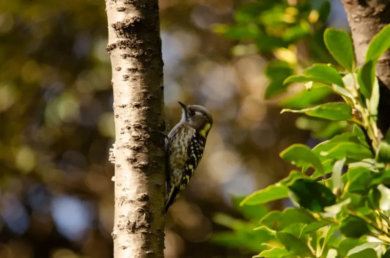 Japanese Pygmy Woodpecker in Tokyo Port Trees